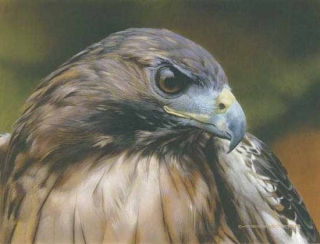 Red Alert - Red-Tailed Hawk