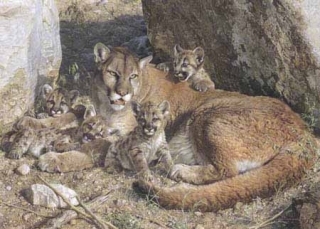 Rocky Camp - Cougar Family