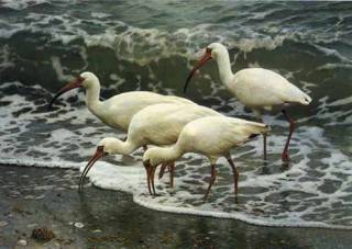 Shoreline Quartet White Ibis