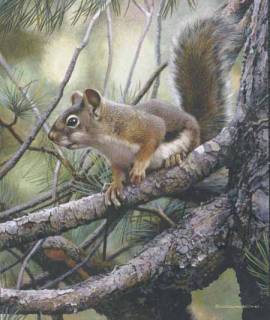 Social Climer - Red Squirrel