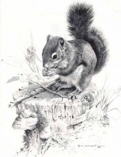 Squirrel Dish - Pencil