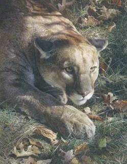 Stalking - Cougar