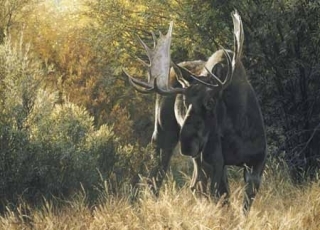 Sudden Encounter - Bull Moose