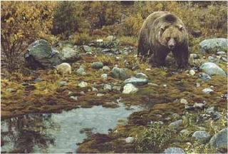 Trailblazer - Grizzly Bear