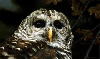 Up Close - Barred Owl