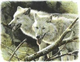 White Wolves