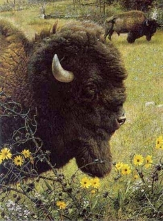 Witness of  the  Past - Bison