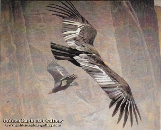 California Condors