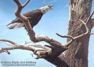Call of the Wild - Bald Eagle