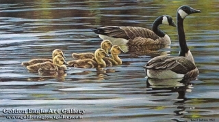 Canada Geese With Young