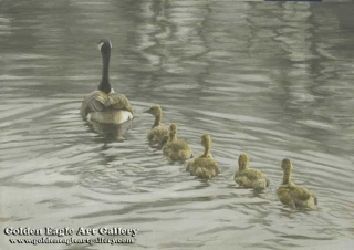 Canada Goose and Goslings