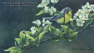 Canada Warbler and Pear Blossoms