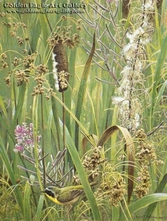 Cattails, Fireweed and Yellowthroat