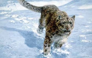 Chase Snow  -  Leopard