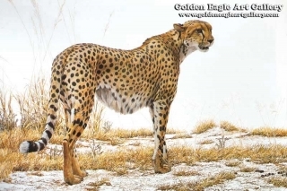 Cheetah Profile