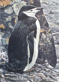 Chinstrap Penguin