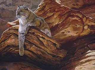 Cliff Hanger - Bobcat