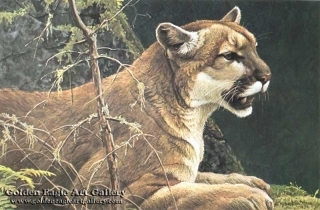 Cougar Portrait