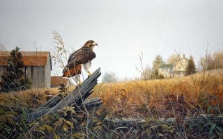 Country Redtail