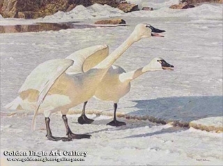 Courting Pair - Whistling Swans