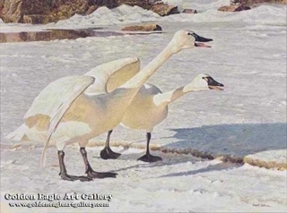 Courting Pair - Whistling Swans