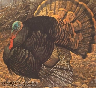 Courtship Display - Wild Turkey