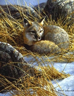 Curled Up - Swift Fox