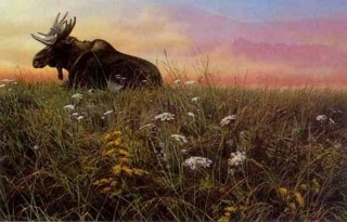 Daybreak - Moose