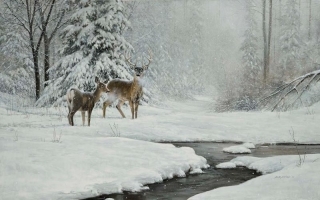 White Tails in Winter