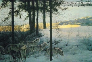 Edge of Night - Timber Wolves