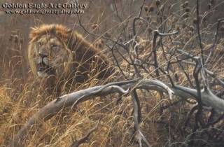Encounter in the Bush - African Lions