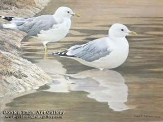 Entering The Water - Common Gulls