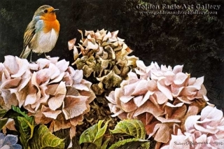 European Robin and Hydrangeas