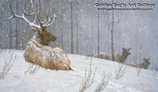 Evening Snowfall - American Elk