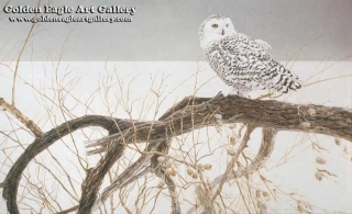 Fallen Willow - Snowy Owl