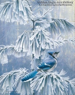 Frosty Morning - Blue Jay