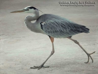 Full Stride - Great Blue Heron