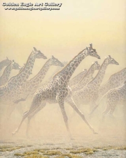 Galloping Herd - Giraffes
