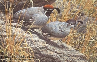 Gambel's Quail Pair