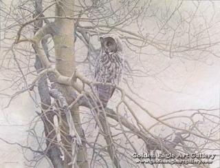 Ghost of the North - Great Gray Owl