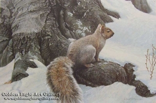 Gray Squirrel