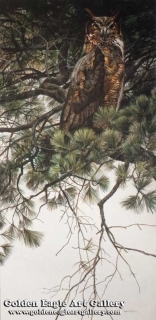 Great Horned Owl - In White Pine