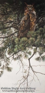 Great Horned Owl - In White Pine