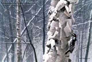 Hairy Woodpecker on Birch