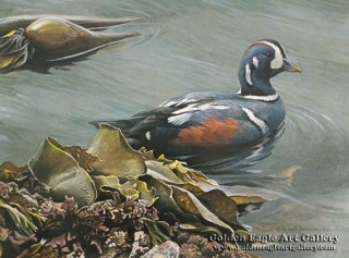 Harlequin Duck - Bull Kelp