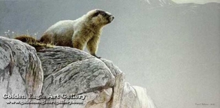 Hoary Marmot