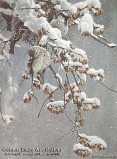 House Sparrows and Bittersweet