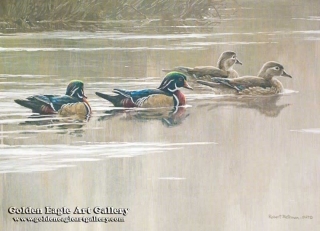 Hurricane Lake - Wood Ducks