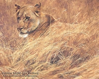 In the Grass - Lioness