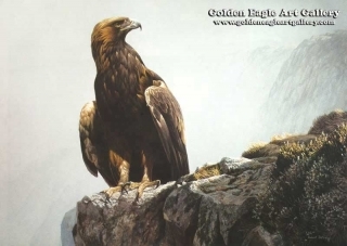 In the Highlands - Golden Eagle